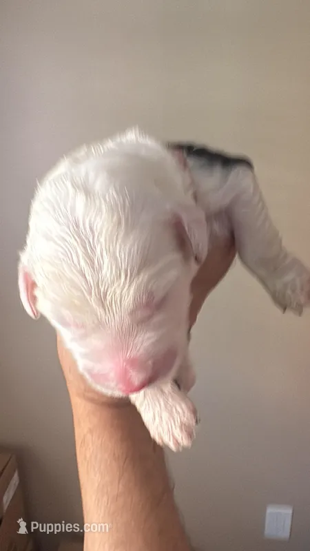 Puppy 1 – Old English Sheepdog puppy for sale in Miami, FL