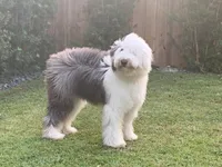 Puppy 1, a female Old English Sheepdog for sale in Miami, FL – Photo 8 of 8