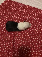 Puppy 1, a female Old English Sheepdog for sale in Miami, FL – Photo 5 of 8