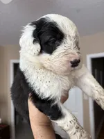 Puppy 1, a female Old English Sheepdog for sale in Miami, FL – 8 of 8