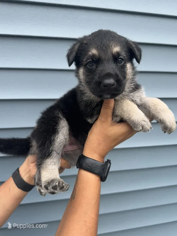 Pink Collar – German Shepherd Dog puppy for sale in Greene, RI