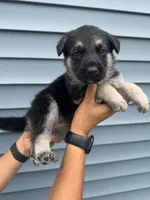 Pink Collar, a female German Shepherd Dog for sale in Greene, RI – 1 of 1