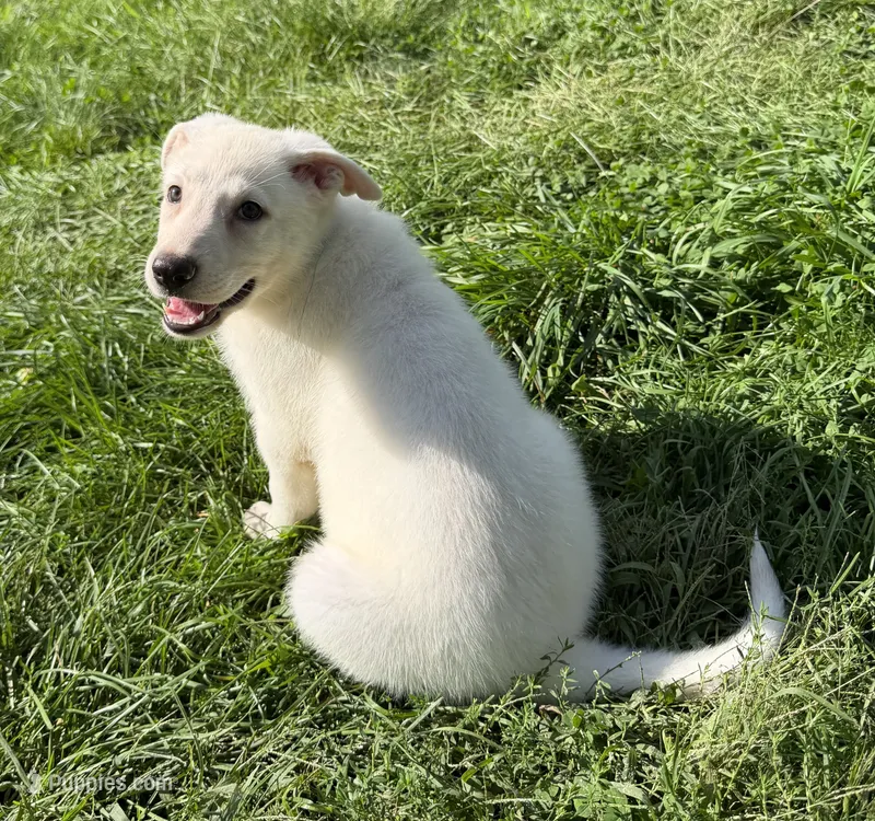 Light Blue Collar – German Shepherd Dog puppy for sale in Greene, RI