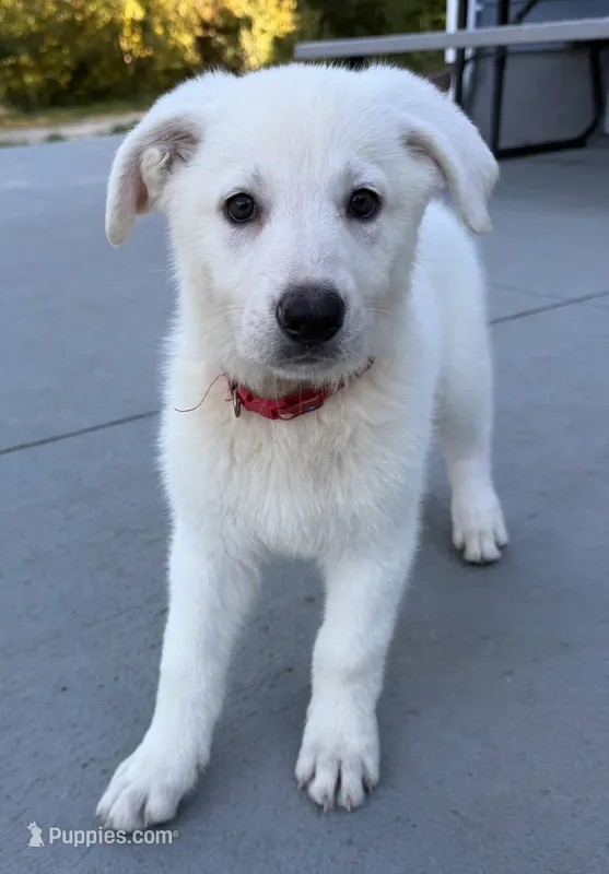 J red collar – German Shepherd Dog puppy for sale in Greene, RI