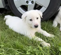J green collar , a male German Shepherd Dog for sale in Greene, RI – 1 of 2