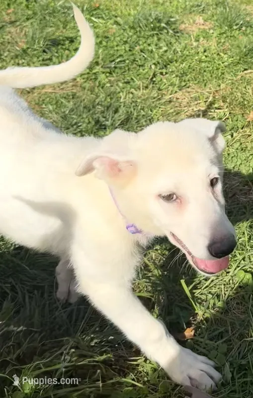 J purple collar  – German Shepherd Dog puppy for sale in Greene, RI