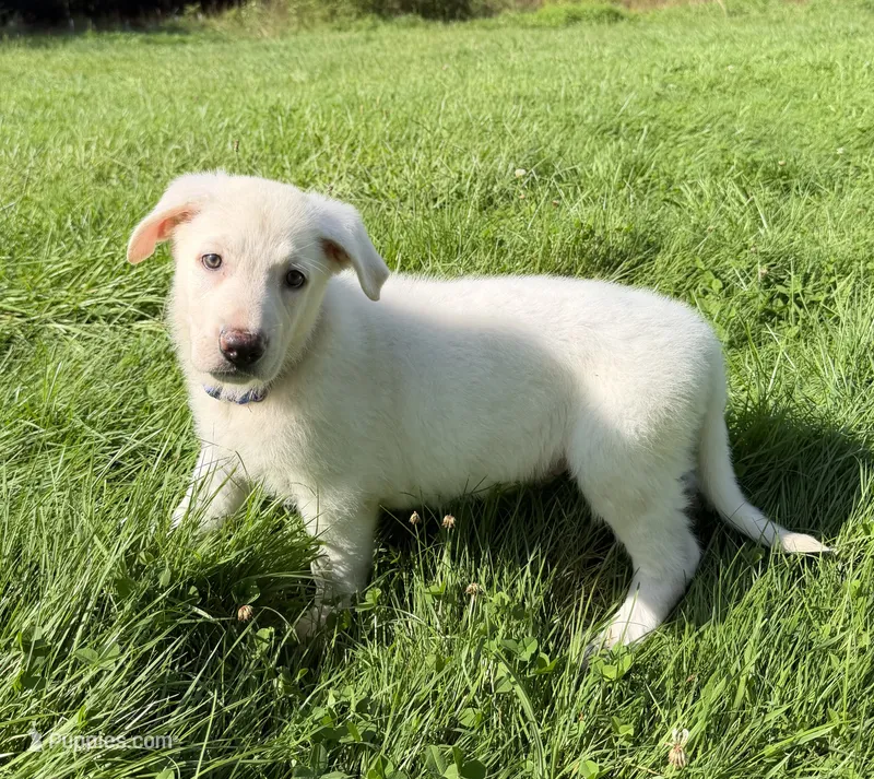Dark Blue Collar – German Shepherd Dog puppy for sale in Greene, RI
