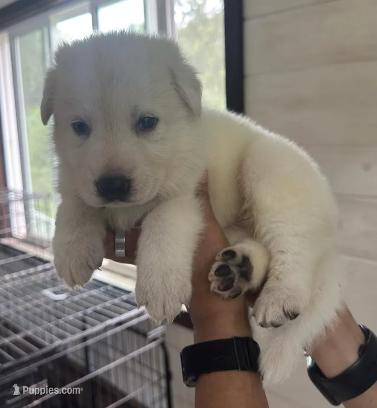 J teal collar  – German Shepherd Dog puppy for sale in Greene, RI