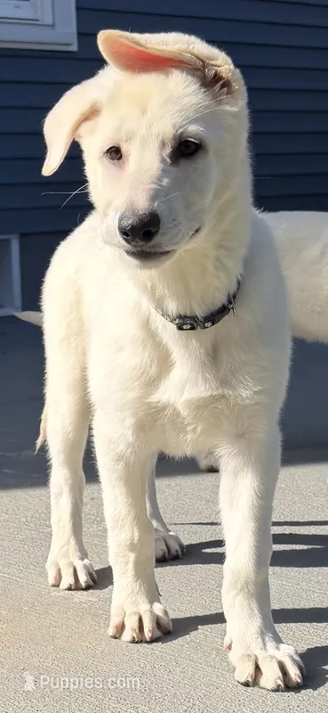 J red collar – German Shepherd Dog puppy for sale in Greene, RI