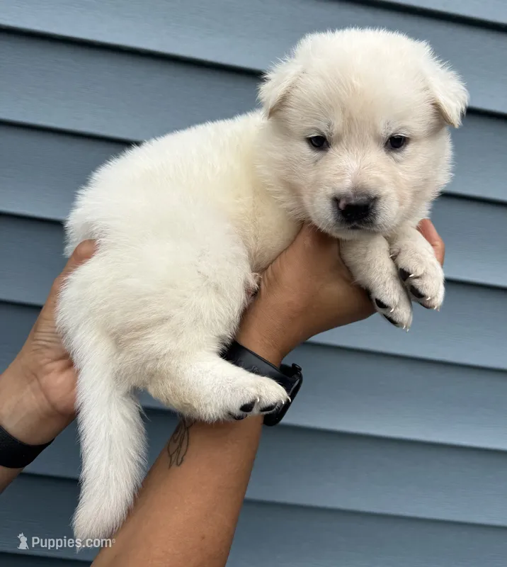 Teal Collar – German Shepherd Dog puppy for sale in Greene, RI