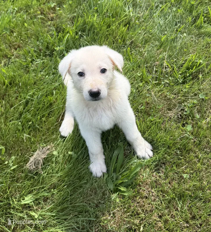 Yellow Collar – German Shepherd Dog puppy for sale in Greene, RI
