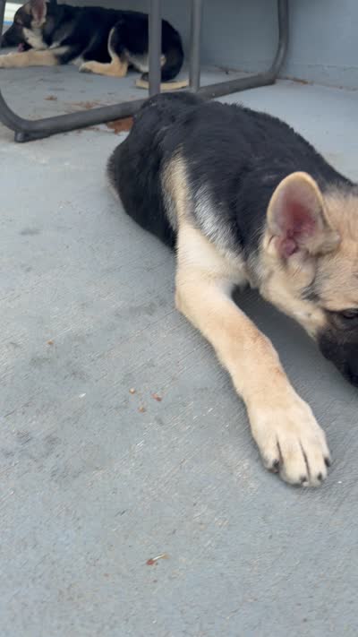 Kid Flash , a female German Shepherd Dog for sale in Coventry, RI – 2 of 2