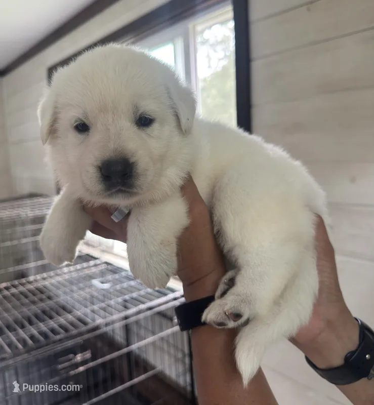 J red collar – German Shepherd Dog puppy for sale in Greene, RI