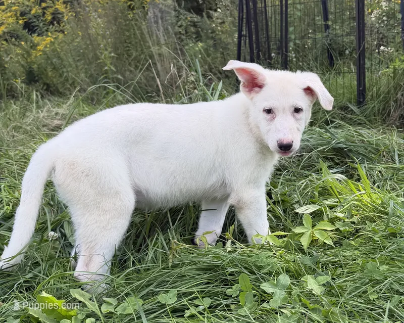 Green Collar – German Shepherd Dog puppy for sale in Greene, RI