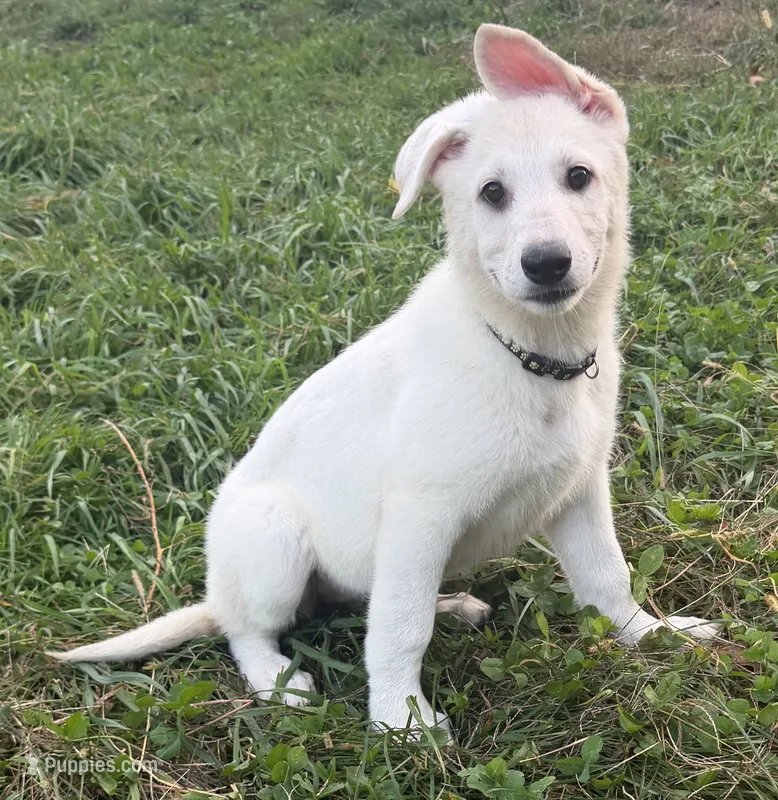 J purple collar  – German Shepherd Dog puppy for sale in Greene, RI