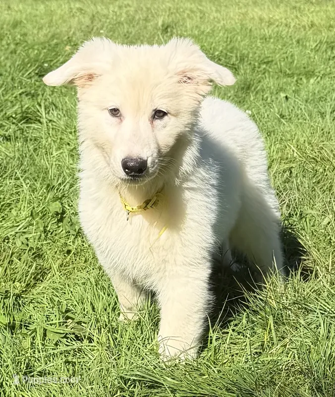 J yellow collar – German Shepherd Dog puppy for sale in Greene, RI