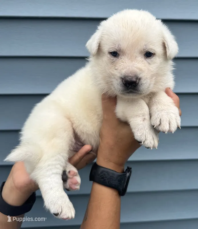 Dark Blue Collar – German Shepherd Dog puppy for sale in Greene, RI