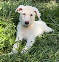 Green Collar, a male German Shepherd Dog for sale in Greene, RI – 1 of 4