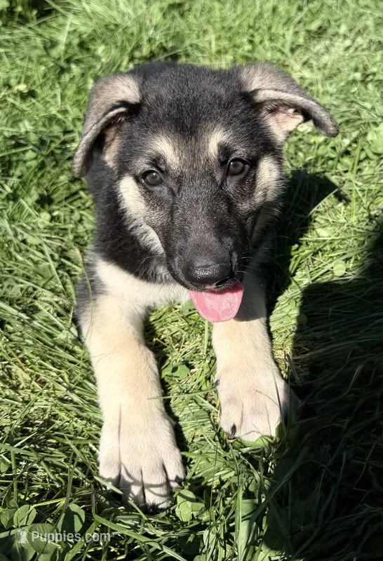 Pink Collar – German Shepherd Dog puppy for sale in Greene, RI