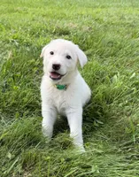 Green Collar, a male German Shepherd Dog for sale in Greene, RI – 3 of 4