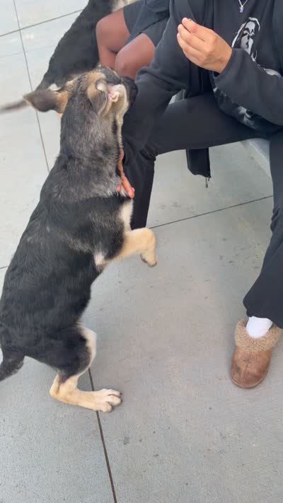 Artemis, a female German Shepherd Dog for sale in Coventry, RI – 2 of 2
