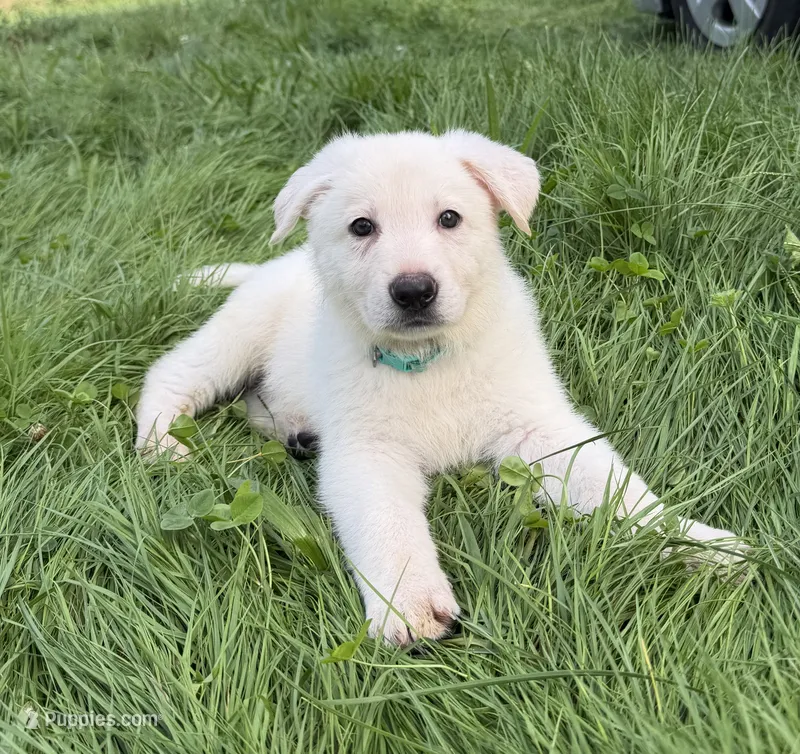 J teal collar  – German Shepherd Dog puppy for sale in Greene, RI