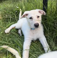 Light Blue Collar, a female German Shepherd Dog for sale in Greene, RI – 1 of 4