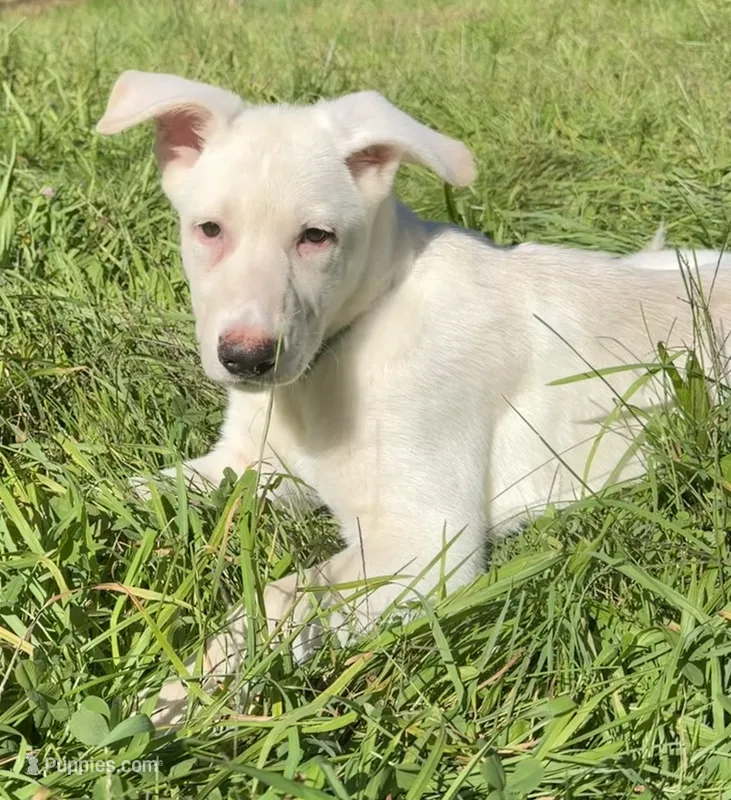 Green Collar – German Shepherd Dog puppy for sale in Greene, RI