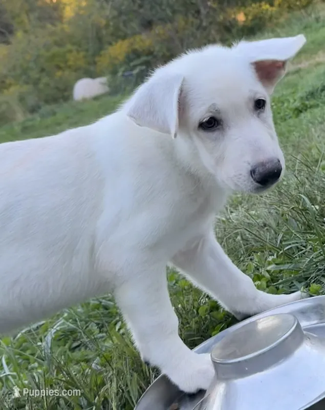 Dark Blue Collar – German Shepherd Dog puppy for sale in Greene, RI