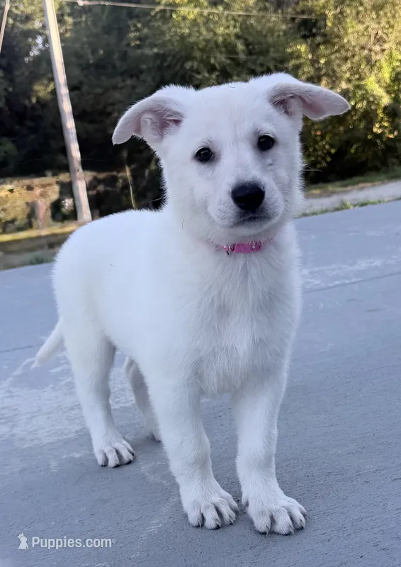 J dark pink collar – German Shepherd Dog puppy for sale in Greene, RI
