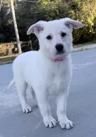 J dark pink collar, a female German Shepherd Dog for sale in Greene, RI – 1 of 3
