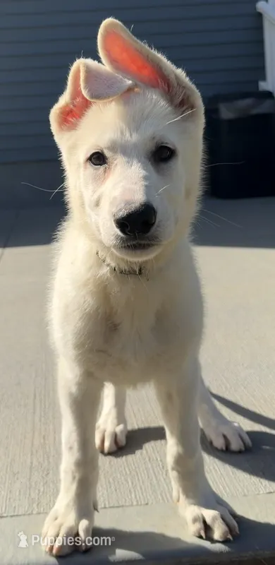 J pink collar – German Shepherd Dog puppy for sale in Greene, RI