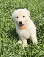 J yellow collar, a female German Shepherd Dog for sale in Greene, RI – 2 of 3