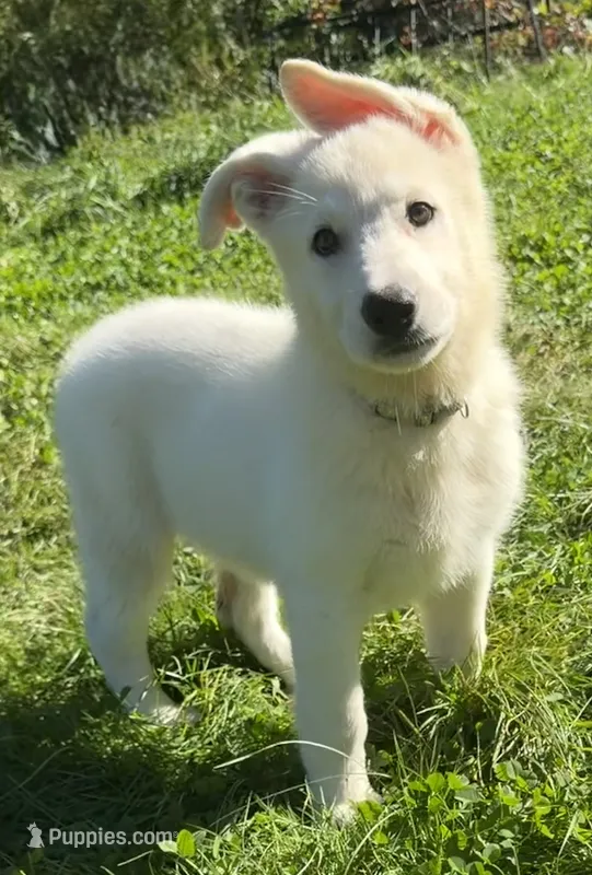 J pink collar – German Shepherd Dog puppy for sale in Greene, RI