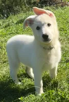 J pink collar, a female German Shepherd Dog for sale in Greene, RI – 1 of 4