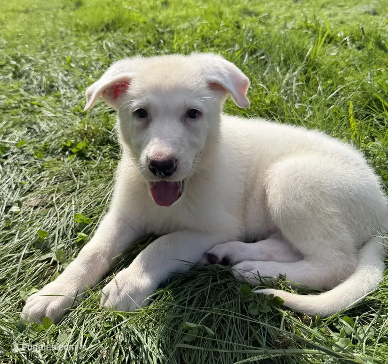 Green Collar – German Shepherd Dog puppy for sale in Greene, RI
