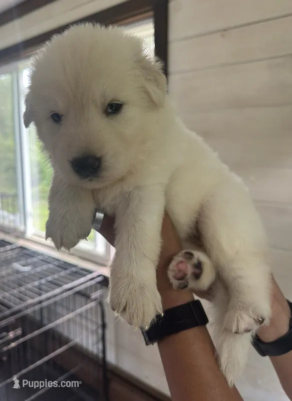 J yellow collar – German Shepherd Dog puppy for sale in Greene, RI