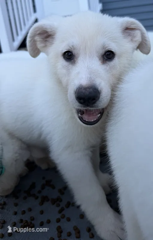 J light pink collar – German Shepherd Dog puppy for sale in Greene, RI