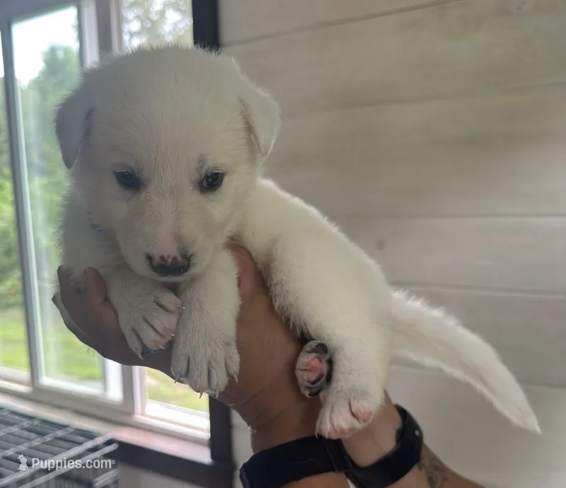 J blue collar  – German Shepherd Dog puppy for sale in Greene, RI