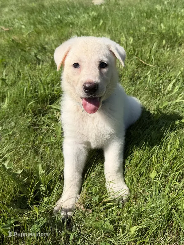 Light Blue Collar – German Shepherd Dog puppy for sale in Greene, RI