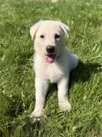 Light Blue Collar, a female German Shepherd Dog for sale in Greene, RI – 3 of 4