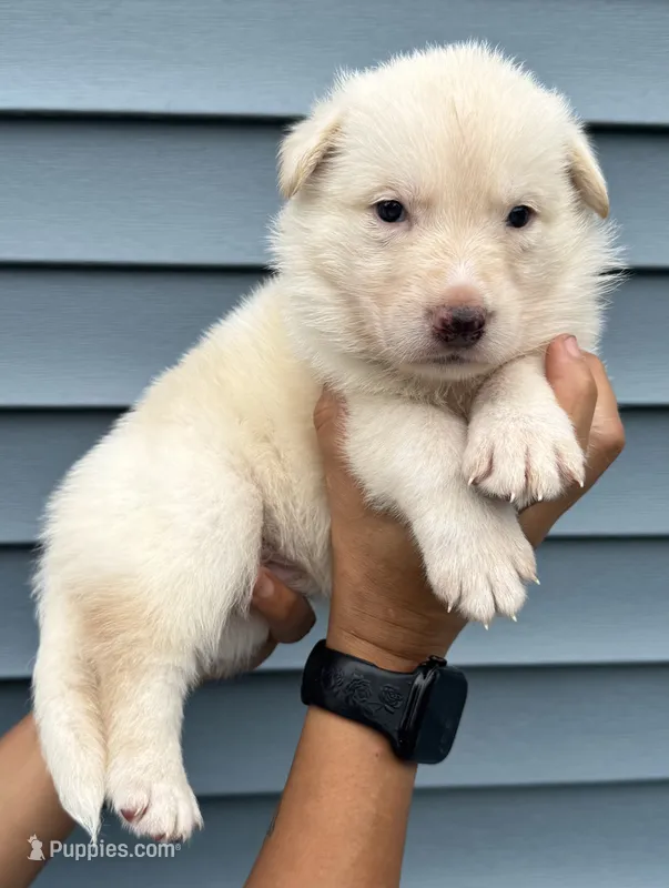 Purple Collar – German Shepherd Dog puppy for sale in Greene, RI