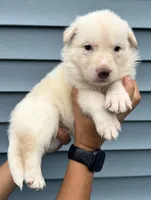 Purple Collar, a female German Shepherd Dog for sale in Greene, RI – 1 of 1
