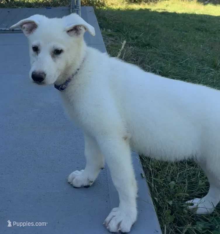J purple collar  – German Shepherd Dog puppy for sale in Greene, RI