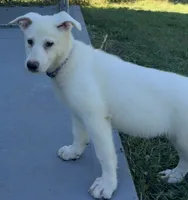 J purple collar , a female German Shepherd Dog for sale in Greene, RI – 1 of 4