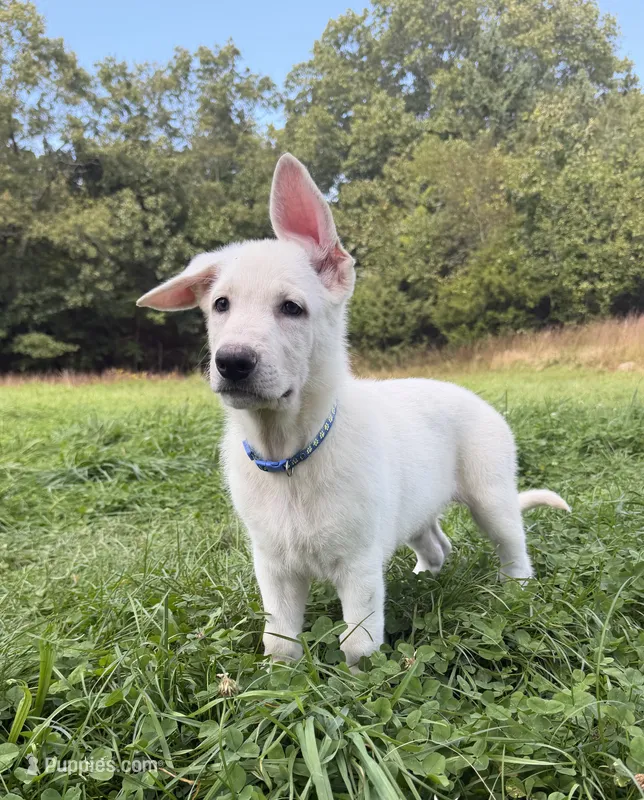 Dark Blue Collar – German Shepherd Dog puppy for sale in Greene, RI