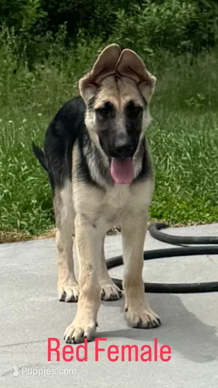 Robin – German Shepherd Dog puppy for sale in Coventry, RI