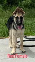 Robin, a female German Shepherd Dog for sale in Coventry, RI – 1 of 2