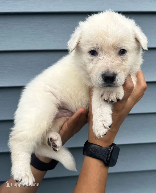 Yellow Collar – German Shepherd Dog puppy for sale in Greene, RI