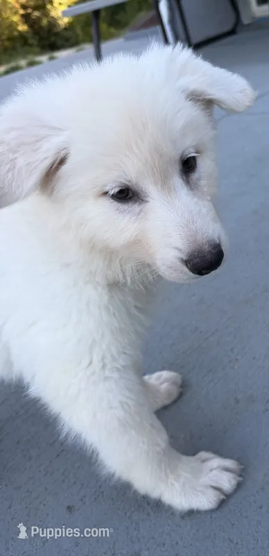 J yellow collar – German Shepherd Dog puppy for sale in Greene, RI